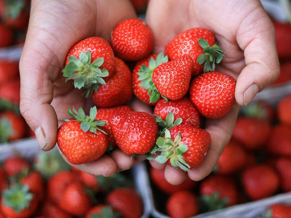 Incentivo à agroecologia em Niterói. (Foto: Filipp Romanovski/Pexels)