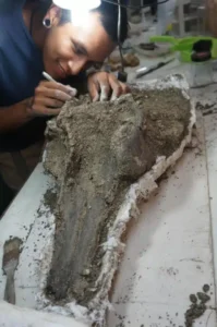 fóssil boto gigante