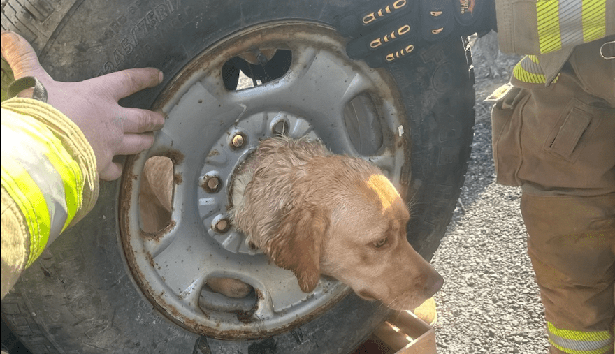 Resgate - Animal - Cachorra - Bombeiros - Filhote