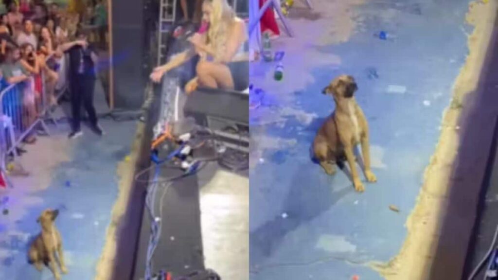 Cantora vai adotar caramelo