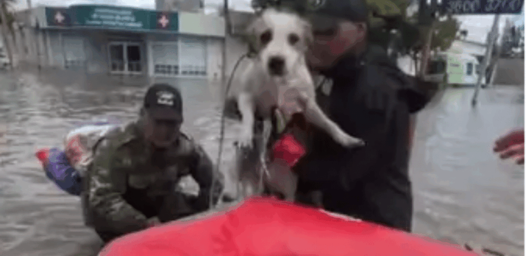 Voluntários realizam resgate de cachorro em meio à enchente em Bahía Blanca, ação de solidariedade durante desastres naturais na Argentina