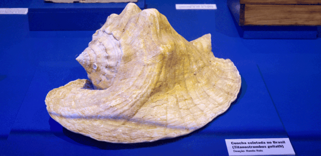 Concha do tipo Titanostrombus goliath coletada no Brasil, doada por Nando Reis ao Museu Nacional do Rio de Janeiro