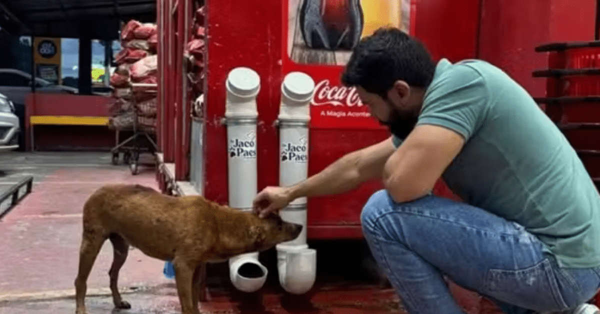 Médico instala comedouros e bebedouros para pets nas ruas de Macapá