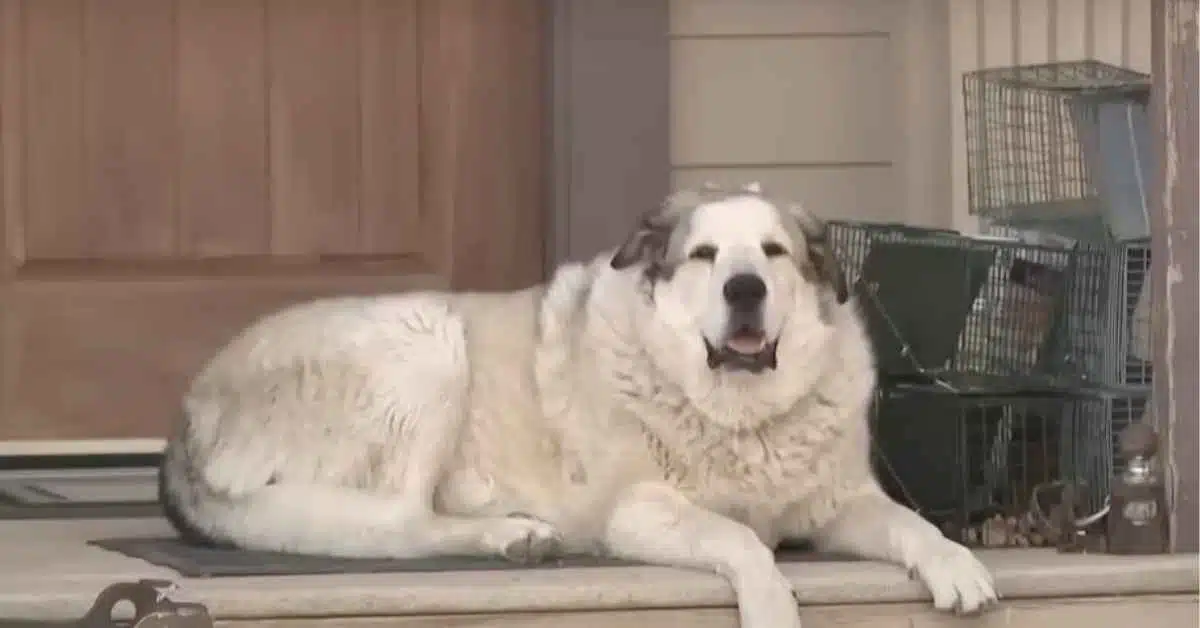 Cachorro encontra criança e salva menino desaparecido no Arizona