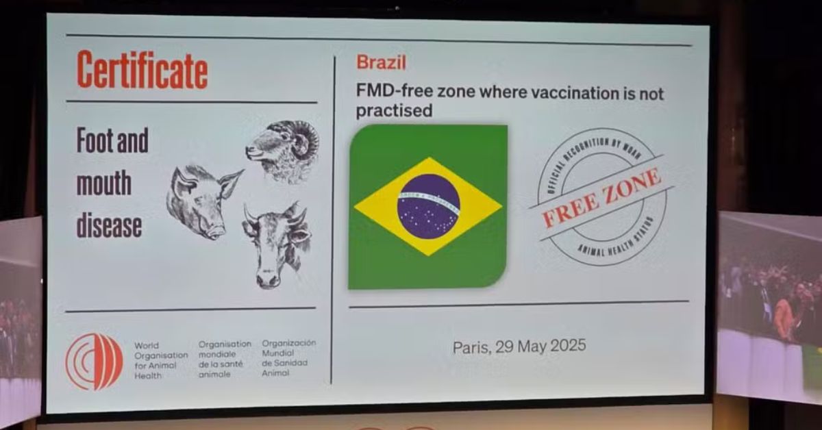 Certificado internacional reconhece o Brasil livre de febre aftosa