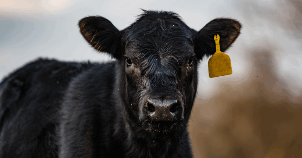 Genética bovina de alta qualidade – recorde de R$ 27 milhões no Leilão Gibertoni para pacote genético de Parla FIV AJJ.