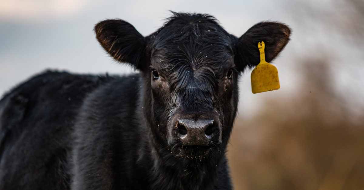 Genética bovina de alta qualidade – recorde de R$ 27 milhões no Leilão Gibertoni para pacote genético de Parla FIV AJJ.