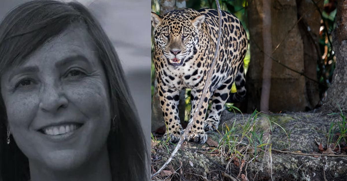 Cientista Yara Barros e onça-pintada protegida por seu projeto
