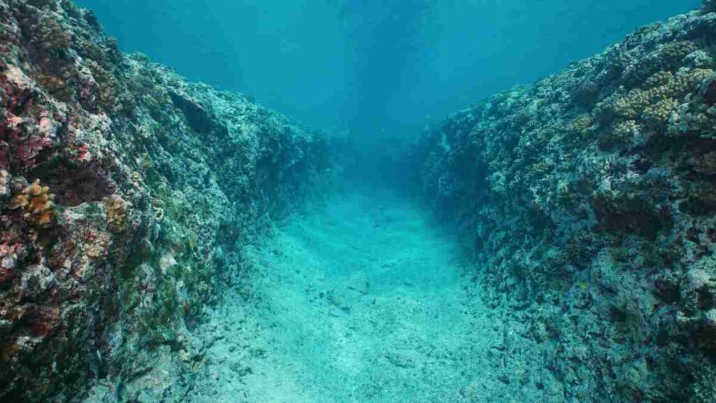 Investimento em ecossistemas marinhos protege corais e promove sustentabilidade