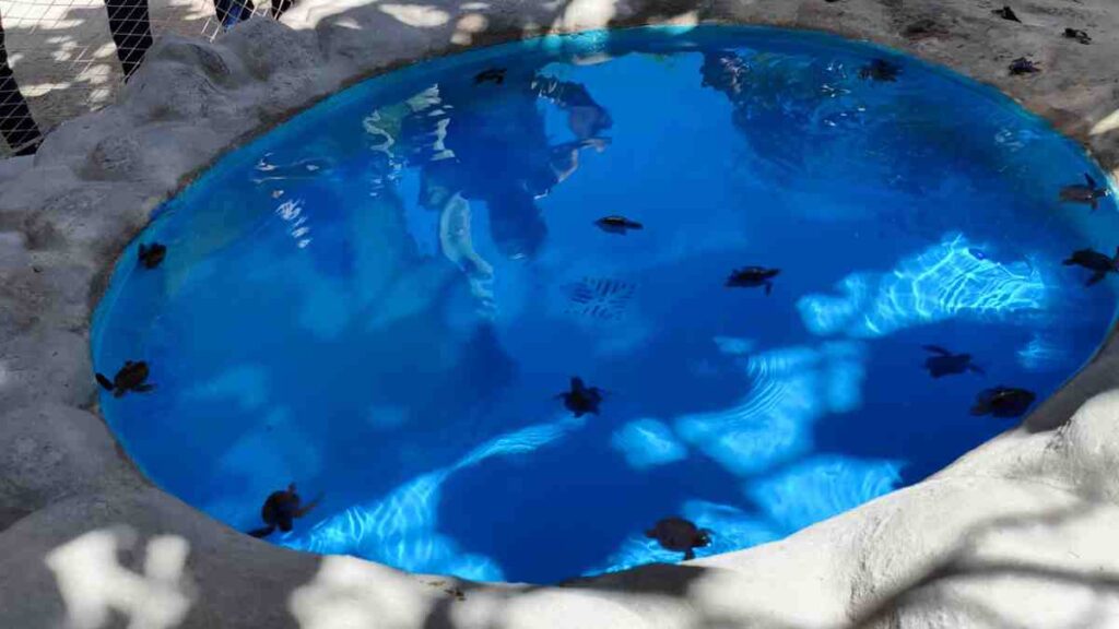 Centros de visitantes impulsionam a preservação de tartarugas marinhas