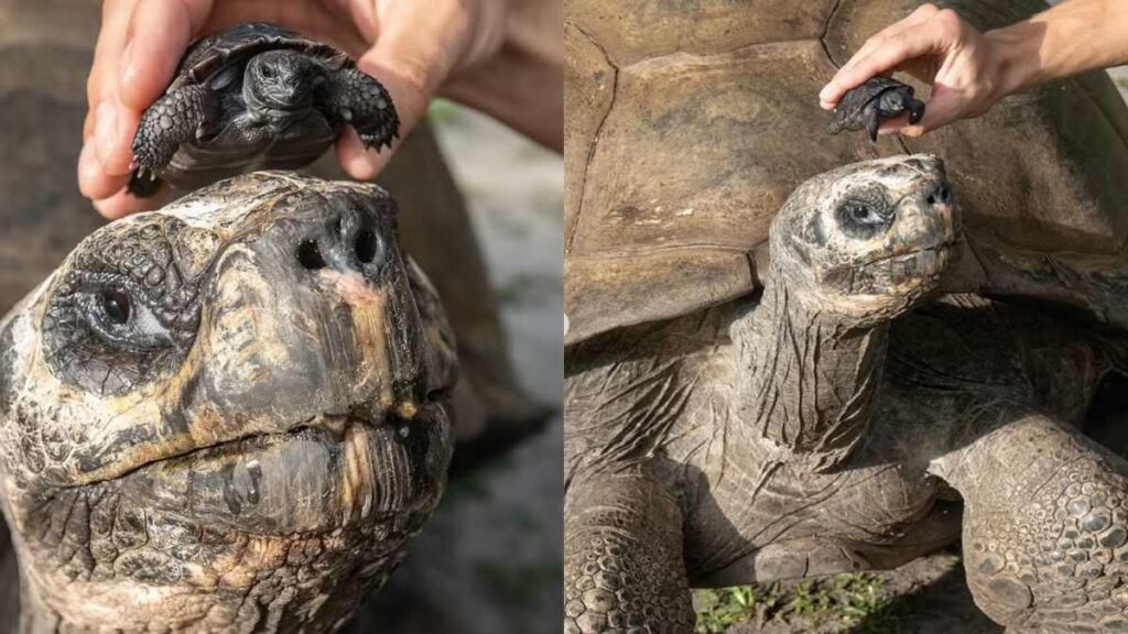 Tartaruga de 135 anos se torna pai ao lado de seu filhote no Zoológico de Miami
