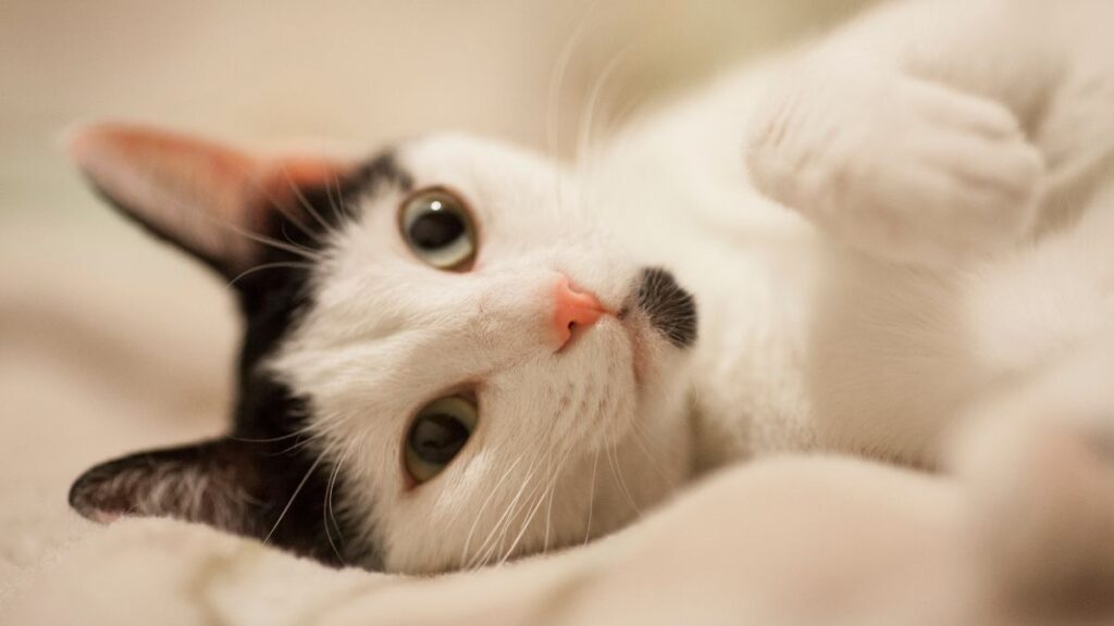 Dia Internacional do Gato