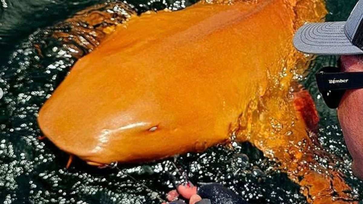 tubarão laranja raro registrado próximo ao Parque Nacional Tortuguero, na Costa Rica.