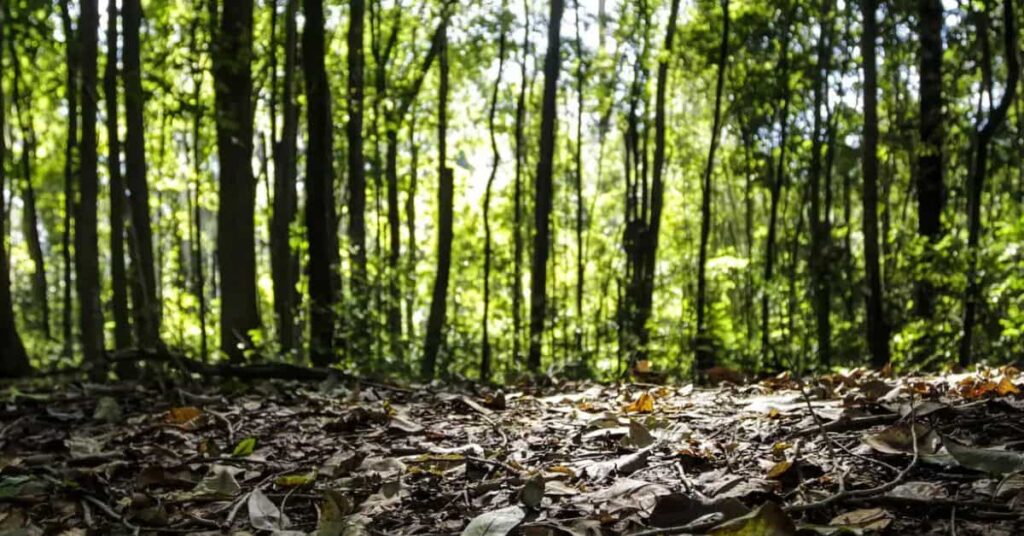 Floresta amazônica com luz do sol filtrada entre as árvores