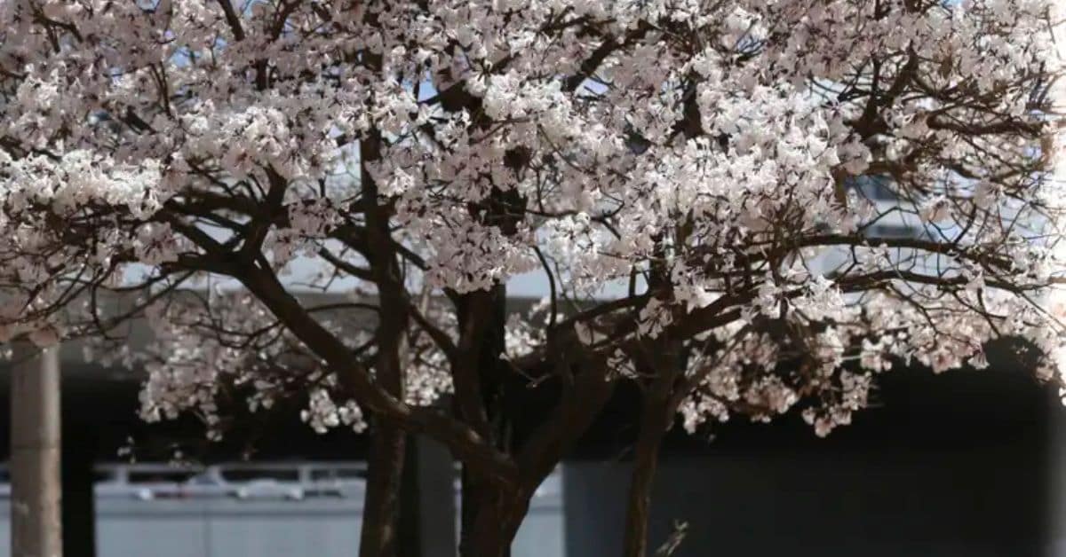 Época dos ipês brancos em setembro com árvores floridas em ruas urbanas do Brasil