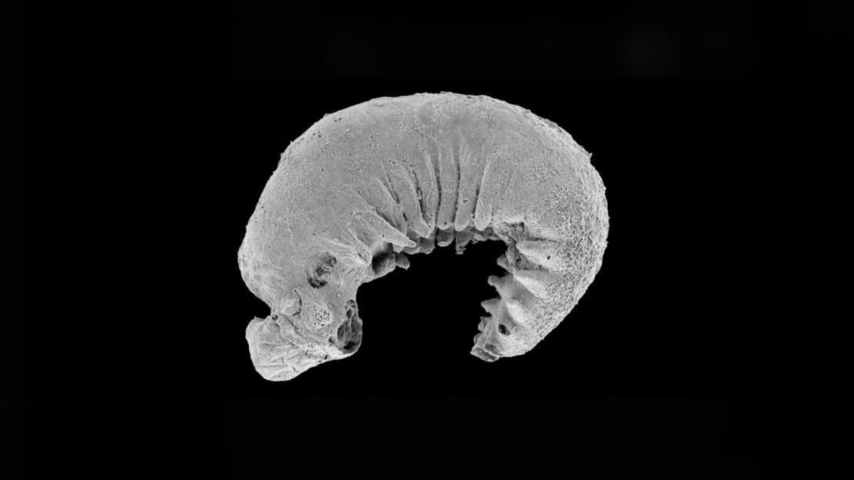 Micrografia eletrônica de varredura do Youti yuanshi, considerado o fóssil artrópode mais antigo, com estruturas internas preservadas como cérebro e órgãos.