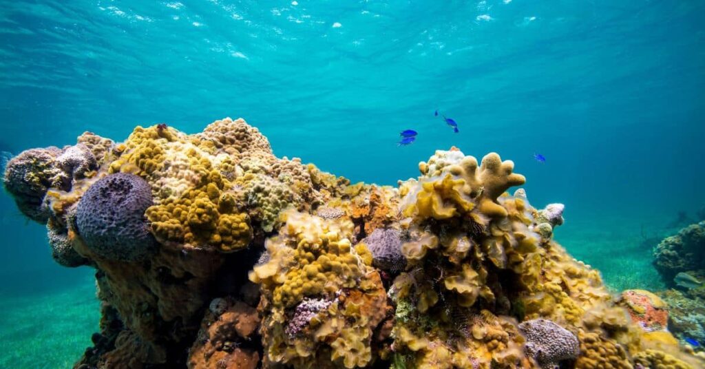 corais do Caribe em águas cristalinas da Colômbia Título da imagem: Corais do Caribe renascem com técnica colombiana