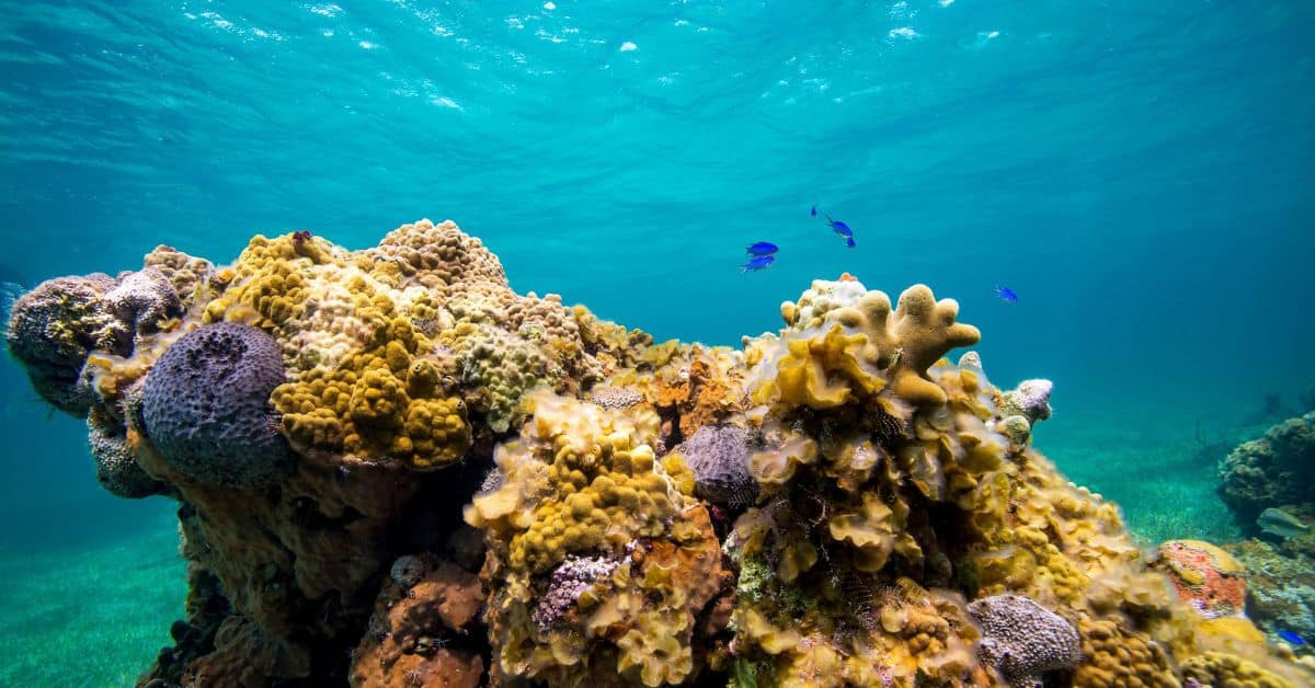 corais do Caribe em águas cristalinas da Colômbia Título da imagem: Corais do Caribe renascem com técnica colombiana