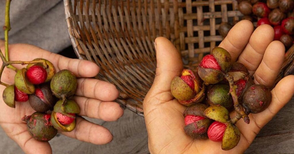 Sementes amazônicas usadas pela Natura no desenvolvimento de produtos da linha Ekos Andiroba, exemplo de empresas no ranking ESG.