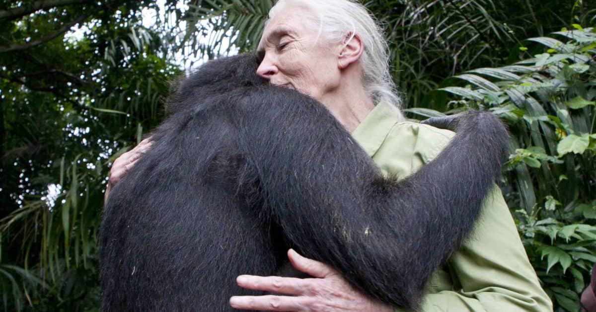 Jane Goodall abraça chimpanzé Wounda simbolizando harmonia entre humanos e natureza.