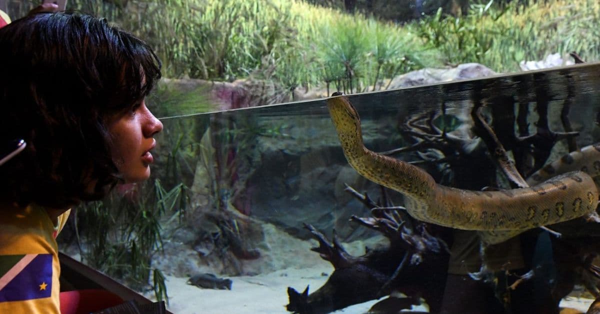 visitante observa uma sucuri no maior aquário de água doce do mundo