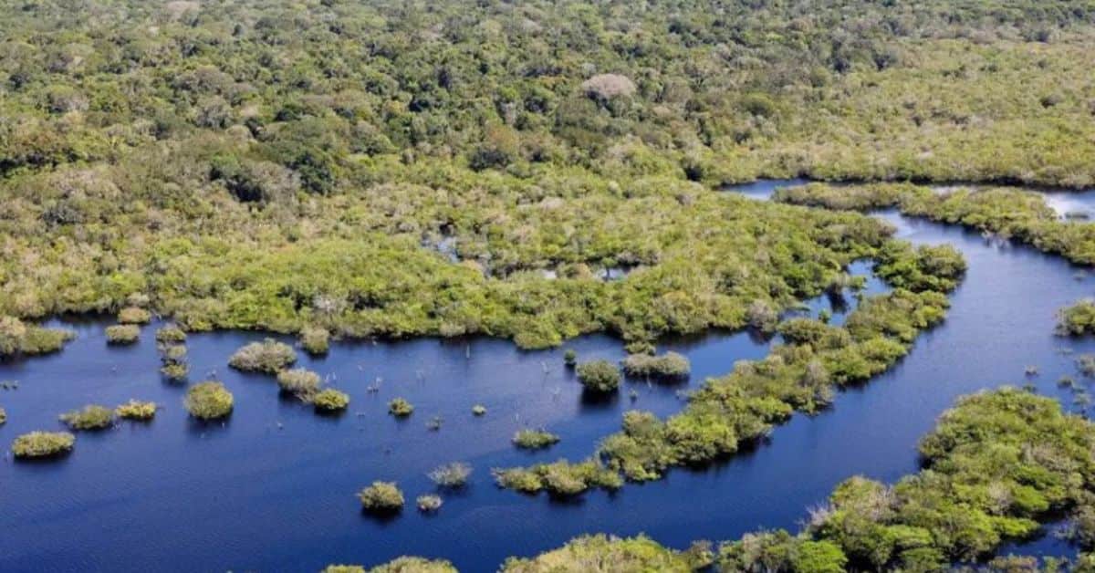 Pantanal com áreas verdes e rios sinuosos após queda do desmatamento no Brasil