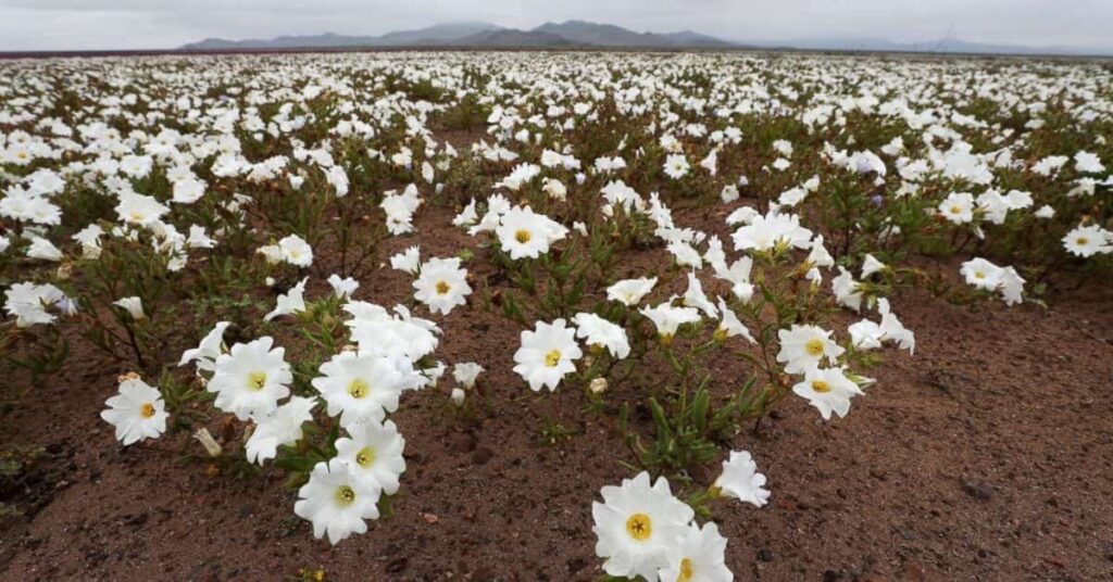 Flores no Atacama cobrem o deserto chileno em 2025