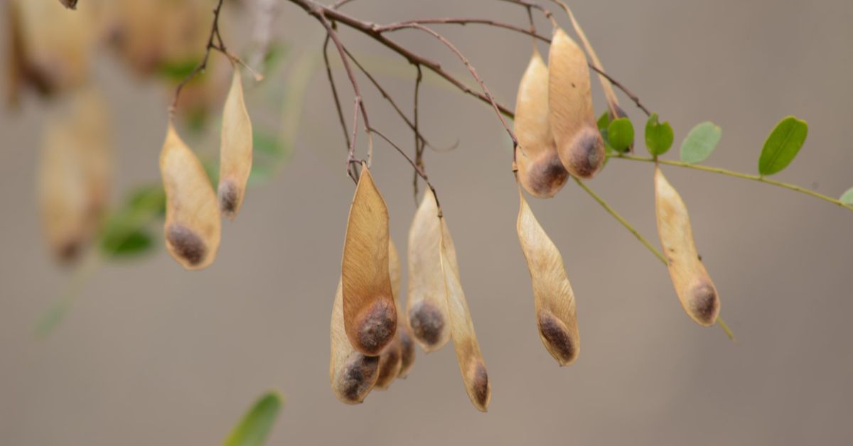 Sementes nativas em galhos de árvore usadas em projetos de restauração florestal