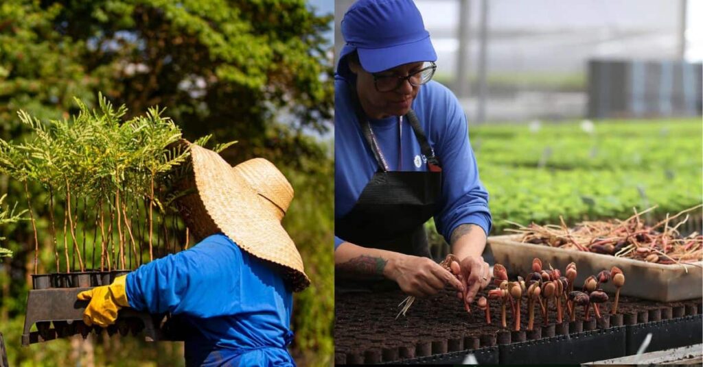 tecnologia ambiental brasileira da Re.green Mudas de jatobá cultivadas pela Re.green em projeto de reflorestamento sustentável com foco em captura de carbono e regeneração de florestas nativas.