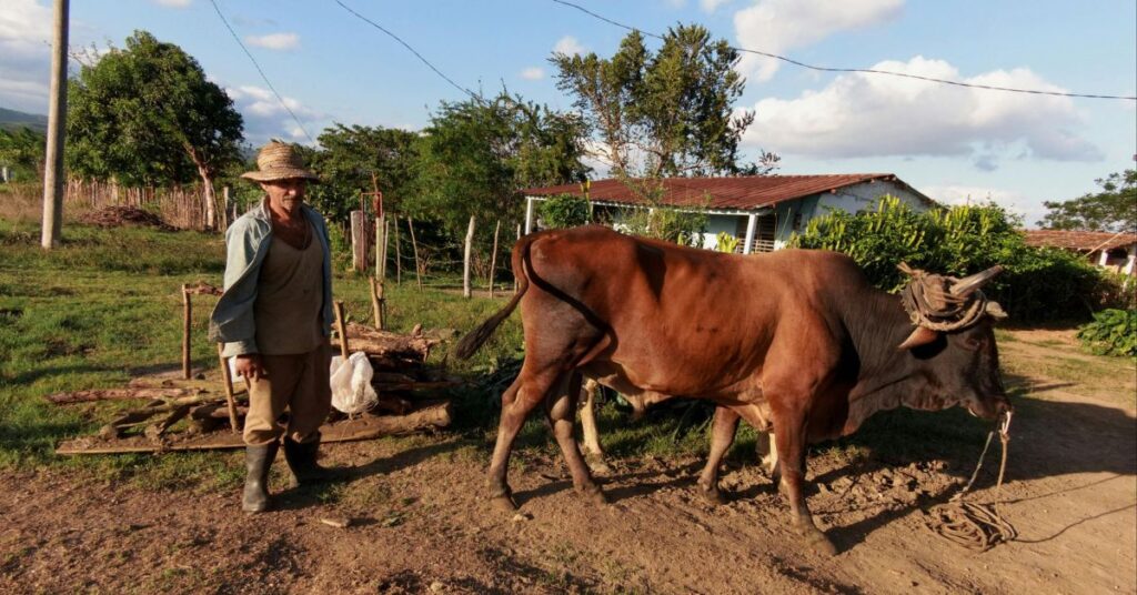 distribuição de mamíferos na Terra mostra agricultor conduzindo gado em área rural