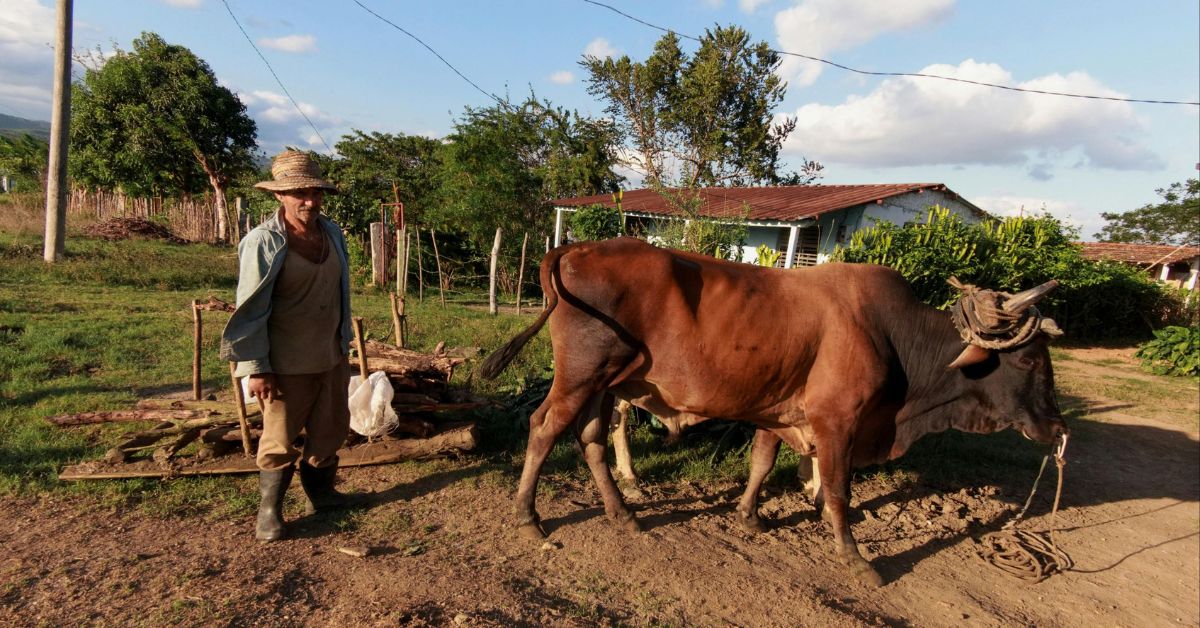 distribuição de mamíferos na Terra mostra agricultor conduzindo gado em área rural
