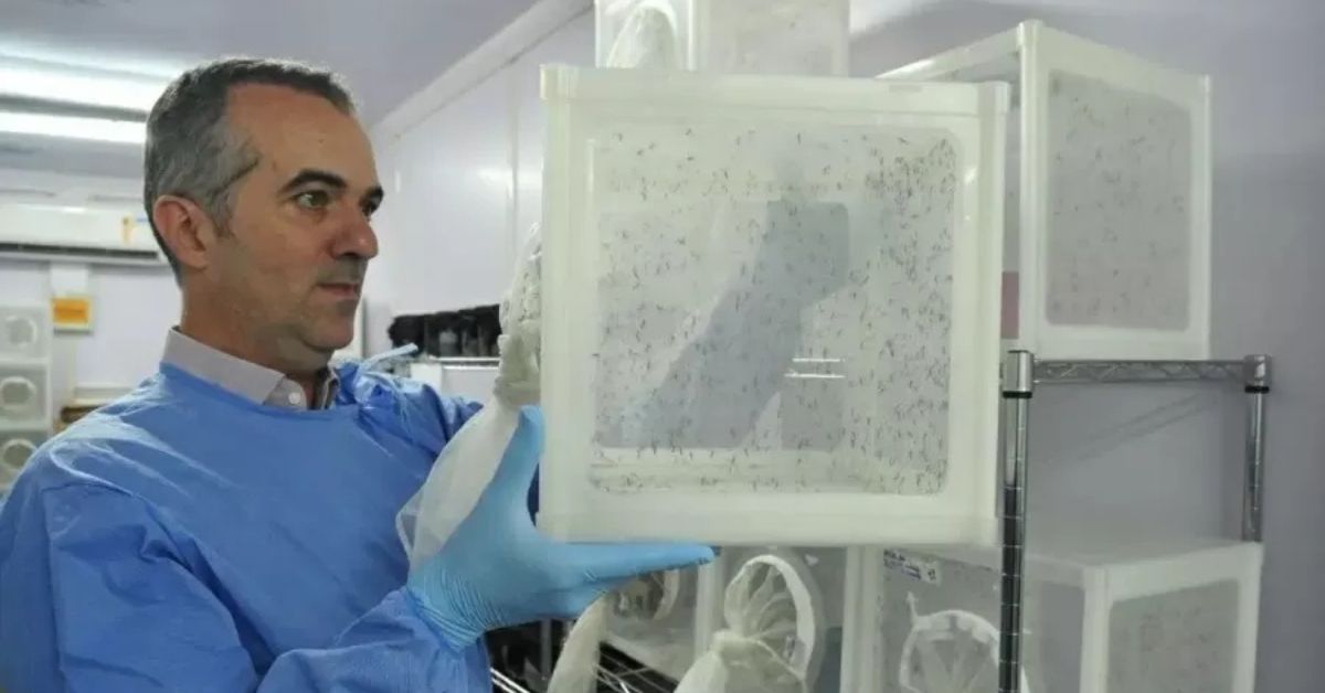 cientista brasileiro listado pela Nature em laboratório com mosquitos Wolbachia