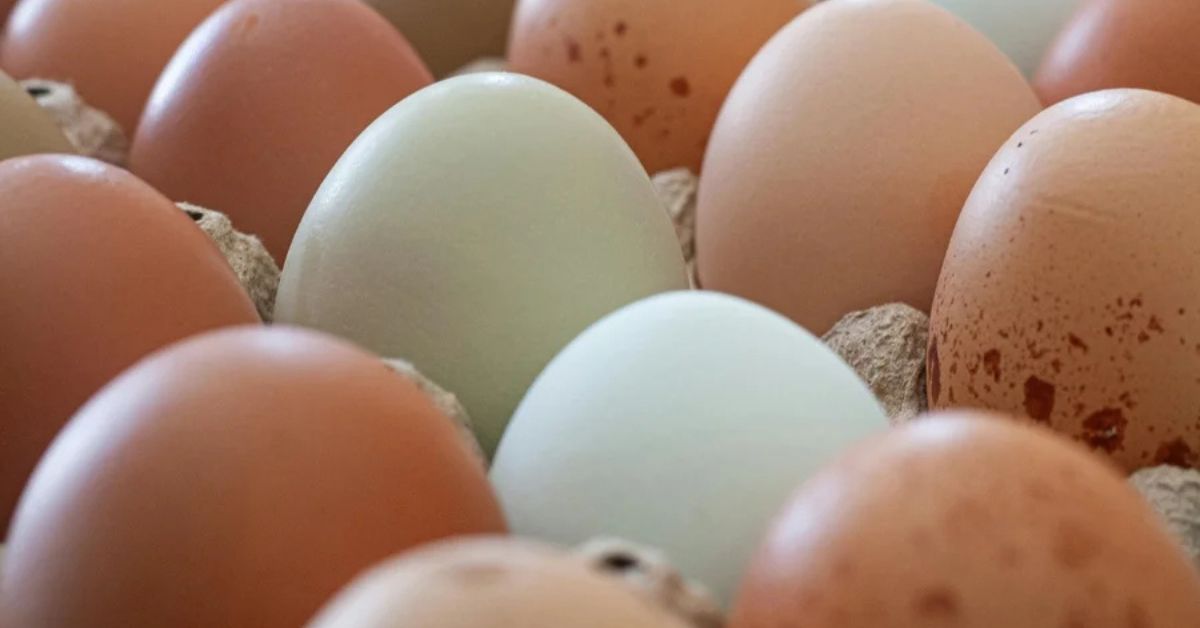 Diferença entre ovos brancos e marrons expostos em cartela