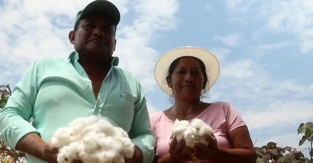Exportação de algodão representada por produtores brasileiros segurando pluma no campo