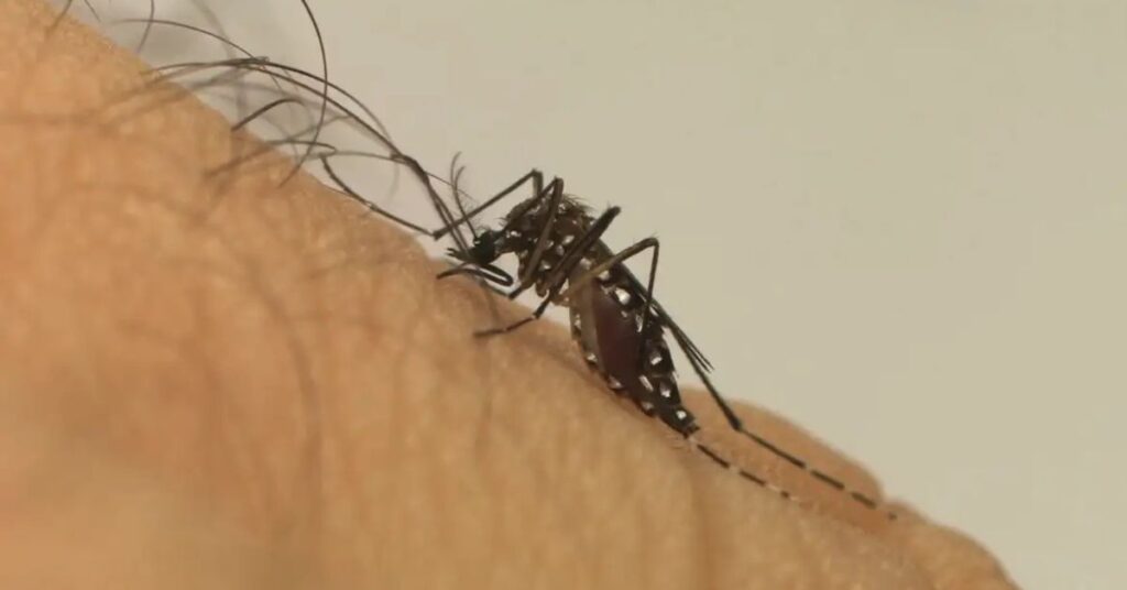 Mosquito pousado na pele humana, contraste com país sem mosquitos como a Islândia