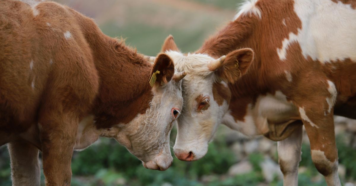 Vacas têm melhores amigas e permanecem juntas no rebanho, demonstrando vínculo social e comportamento cooperativo.