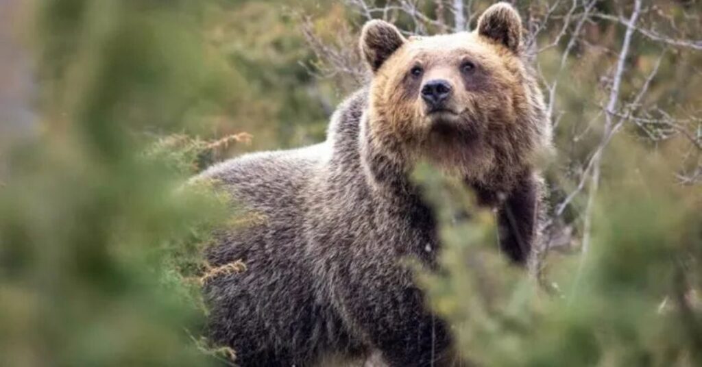 convivência entre ursos e humanos com urso-pardo-apenínico em área natural da Itália
