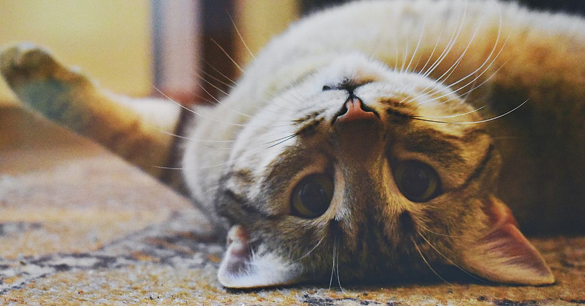 Gato doméstico ilustrando estudo sobre genoma do câncer felino e mutações genéticas semelhantes às humanas