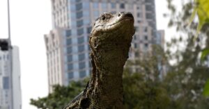 Lagartos gigantes reaparecem e mudam a paisagem da cidade mais visitada do mundo