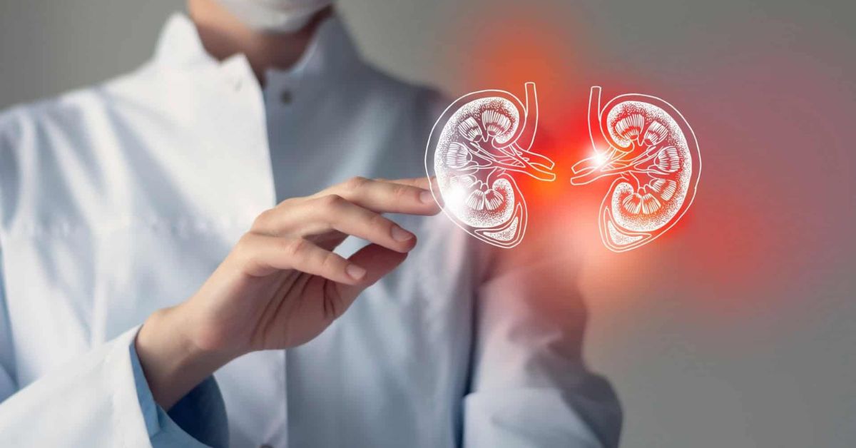 Ilustração médica de rim universal em pesquisa para transplante renal