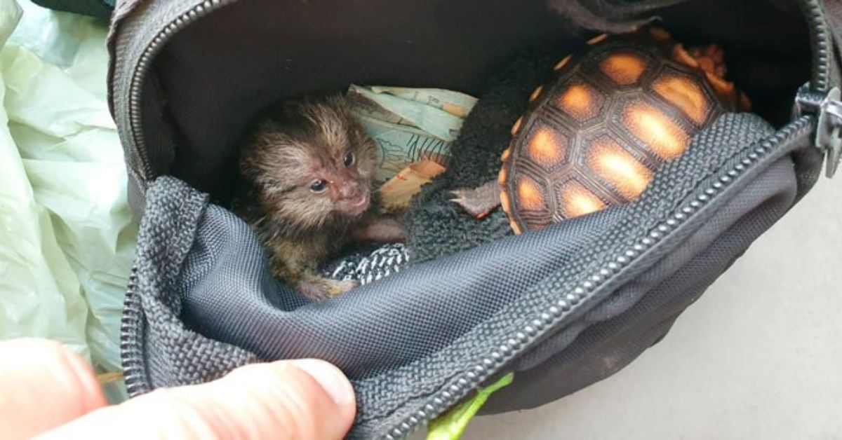 tecnologia contra tráfico animal identifica animais silvestres transportados ilegalmente